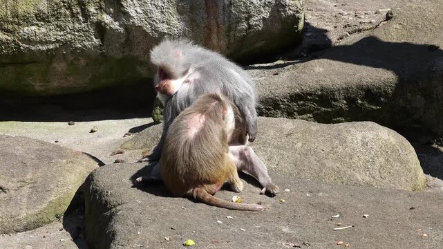 Hamadryas baboon, papio hamadryas, sitting together and grooming each other. Papio hamadryas is a species of baboon
