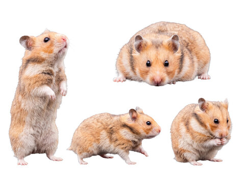 A charming collection of four golden hamsters in various natural poses, photographed with a transparent background.