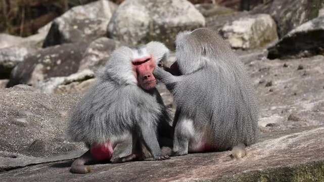 Hamadryas baboon, papio hamadryas, sitting together and grooming each other. Papio hamadryas is a species of baboon