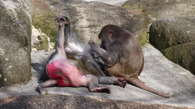 Hamadryas baboon, papio hamadryas, sitting together and grooming each other. Papio hamadryas is a species of baboon