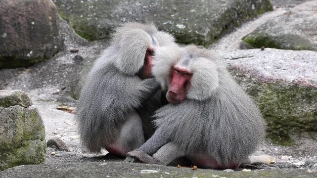 Hamadryas baboon, papio hamadryas, sitting together and grooming each other. Papio hamadryas is a species of baboon
