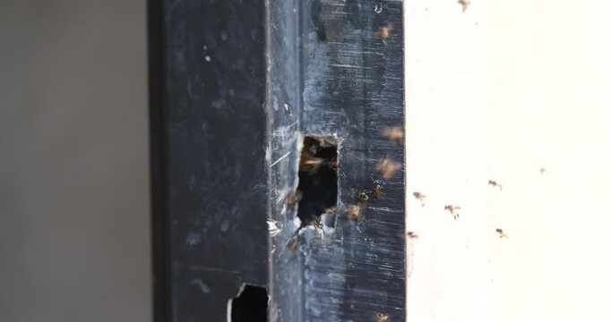 Stingless bees are building nests on house doors; stingless honey bees and the ecosystem.