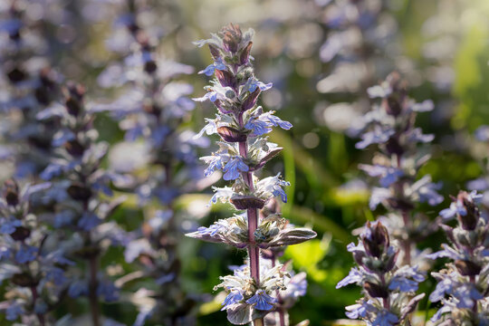 Creeping bugle (Ajuga reptans) is a low-growing, perennial herb from the mint family (Lamiaceae), popular as both an ornamental and ground-cover plant.
It is an undemanding, decorative, and fast-sprea