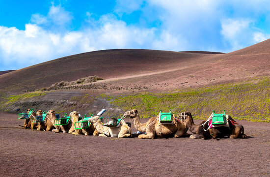 Camel Safari at Timanfaya National Park on Lanzarote