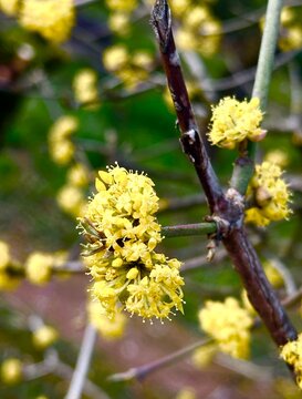 Hamamelis, Zaubernuss, bl&uuml;hend