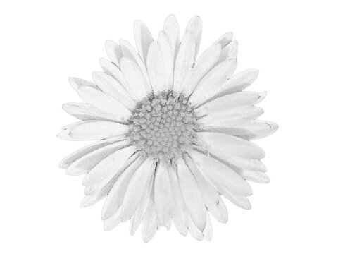 Daisy, G&auml;nsebl&uuml;mchen 