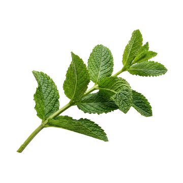 Green mint sprig with serrated leaves