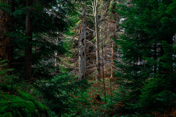Obraz premium Evergreen trees forest local natural scenery green foliage in natural environment