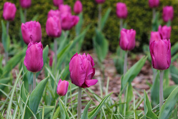 Obraz premium pink tulips in the garden