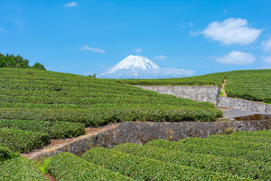 茶畑　富士山　青空