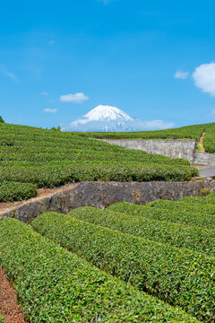 茶畑　富士山　青空