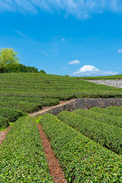 茶畑　富士山　青空