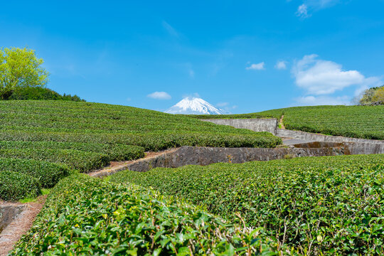 茶畑　富士山　青空