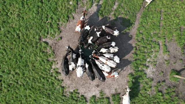 Aerial top view of dairy cows gathered around feeding point, livestock herd forming circle pattern on farm