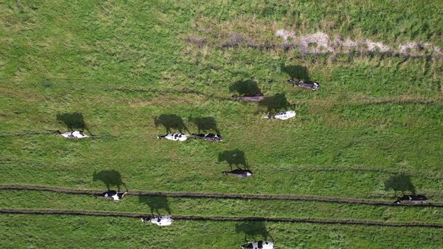 Aerial top view of cows walking across green pasture, dairy cattle grazing in rural farmland