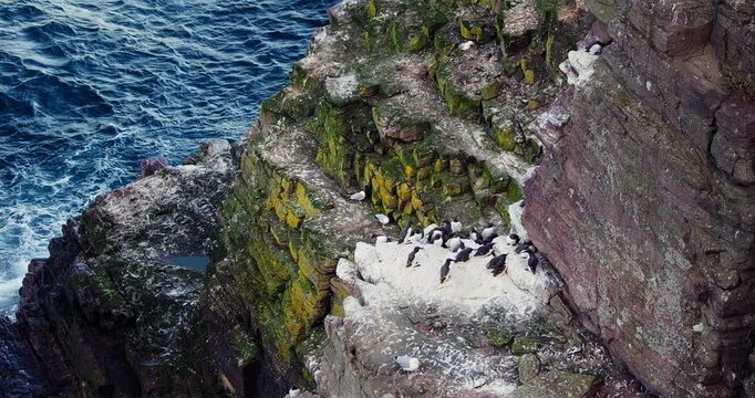 Seabird Colony Nesting on Rugged Coastal Cliffs Above Ocean