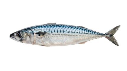 Naklejka premium Isolated mackerel fish on white background for culinary and marine concepts