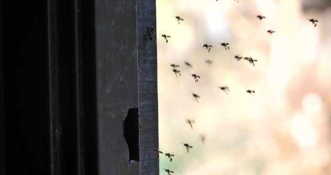 Stingless bees are building nests on house doors; stingless honey bees and the ecosystem.