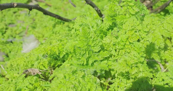 Young poison hemlock plant in early spring growth
