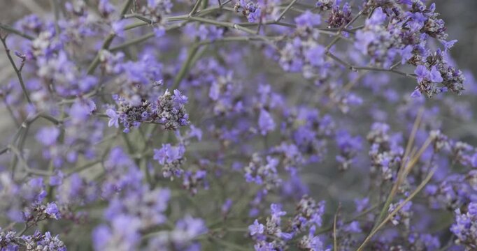 Lilac wild kermek. Movement inside the bush among the flowers.