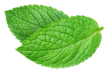 Mint leaf isolated on transparent background. Mint leaf is raw and isolated. Mint leaf isolated with png © URSA Star