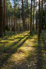 Sun light rays in the forest. Green forest during a spring day © vivoo