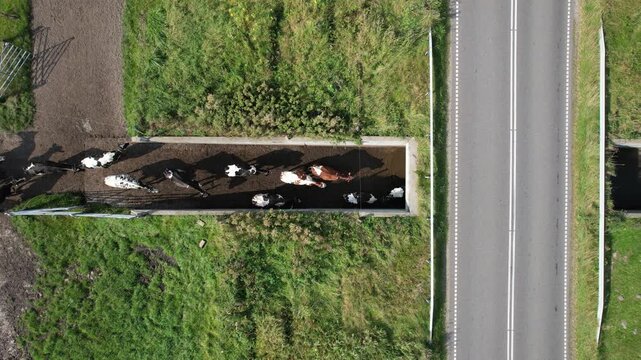 Aerial top view of cows walking in farm corridor next to road, dairy farming and livestock movement from above