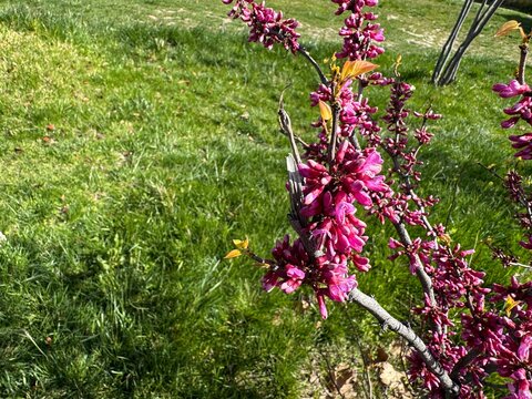 Cercis siliquastrum, commonly known as Judas tree or redbud, shows vivid pink blossoms on a young branch. This close-up spring image highlights fresh growth, texture, and contrast with green grass.