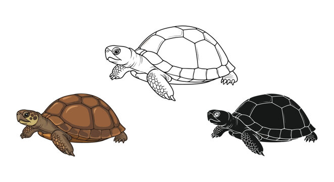 Turtle illustration set with colorful cartoon reptile animals in different styles
