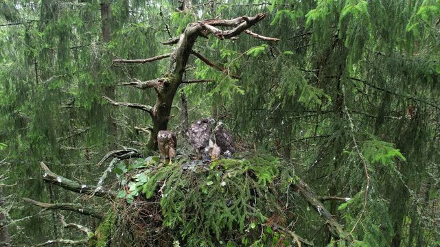 Northern goshawk Accipiter gentilis juvenile stretching wings in nest with adult Norway forest