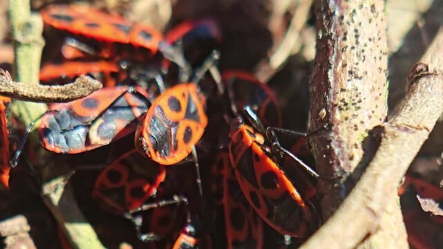 Close-up of firebugs clustered together moving over natural ground
