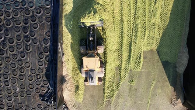 Aerial top view of tractor compressing silage in bunker silo, agricultural machinery working with chopped grass fodder at farm