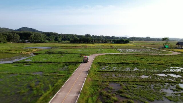 Curving roads wind through the rice fields of Koh Yao Noi. Aerial view of rice fields in Thailand.