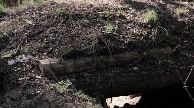 Soldiers dug a trench and a defensive trench in the forest. A battlefield during the war in Europe. Earth and wood protection for an army soldier. A shelter and cave during a political crisis