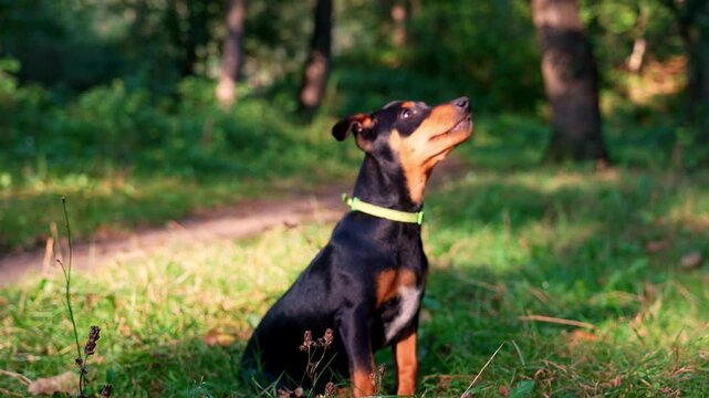 Happy Dog Training Commands playing with owner treats supplements. Active pet enjoying summertime outdoors. Puppy in green meadow playful companionship. Pet love active teaching in greenery park