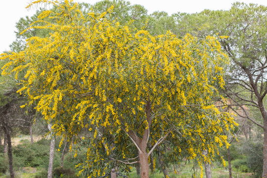 Blossoming of mimosa tree. Acacia pycnantha, golden wattle close up in spring, bright yellow flowers coojong, golden wreath wattle orange wattle blue-leafed wattle, acacia salign.