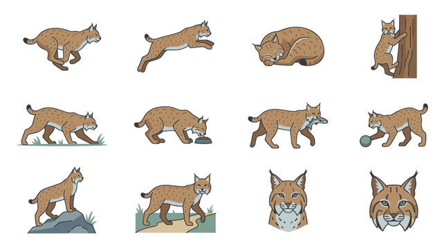 Flat style bobcat vector illustrations featuring wild animal in various dynamic poses like running, jumping, sleeping, climbing and eating for nature and wildlife design projects.