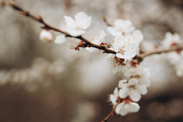 Naklejka premium Honey Bee Pollinating White Apricot Blossoms in Spring