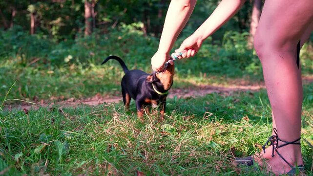 Deutscher Jagdterrier dog playing outside with rope. Terrier training with instructor playing with colorful toy in grass lawn during summer. Pet humanization caregiving