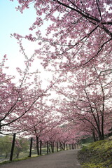 Fototapeta premium 河津桜の花と園内の遊歩道（新潟県新潟市秋葉区新津）