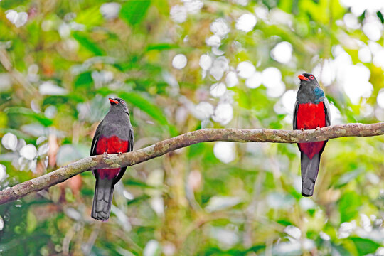 Schieferschwanztrogon