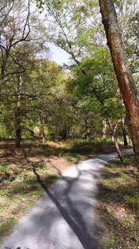 Epping Forest Path and Trees Aerial 4K
