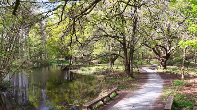 Epping Forest Path and Water Aerial 4K
