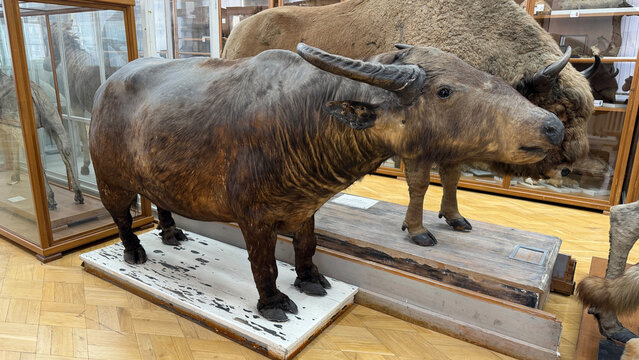 Taxidermy takin (Budorcas taxicolor), large hoofed wild animal front view