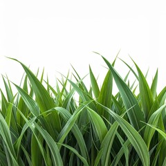 Fototapeta premium Lush Green Grass Blades Growing Isolated on White Background in Studio Shot