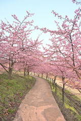 Fototapeta premium 河津桜の花と園内の遊歩道（新潟県新潟市秋葉区新津）