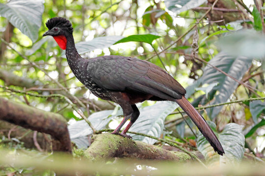 Haubenguan