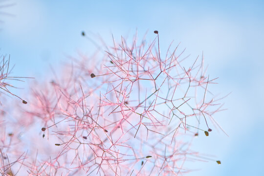 Delicate cotinus coggygria branch against soft blue sky