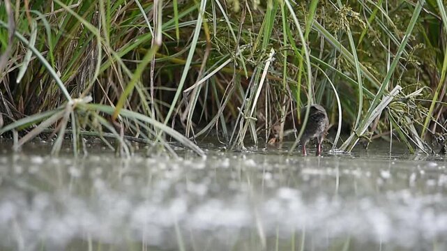 Nature wildlife footage of Ruddy-breasted Crake (Zapornia fusca) foraging in shallow water.