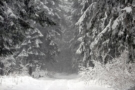 Dichtes Schneetreiben im Winterwald im Hochsauerland bei Weuspert im Naturpark 